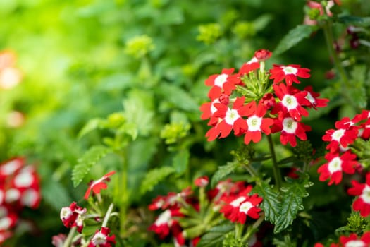 The background image of the colorful flowers, background nature