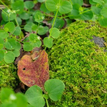 The close up of various green fresh botany plant in forest background.