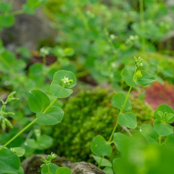 The close up of various green fresh botany plant in forest background.