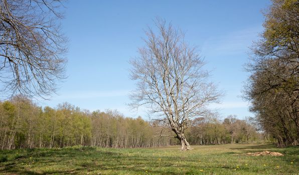 Lonely green tree in the middle of a meadow against a blue sky