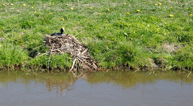 Coot on the nest, meadow in the Netherlands