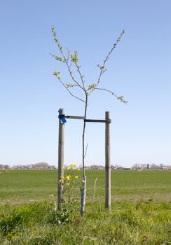 Young tree growing in a meadow in the Netherlands