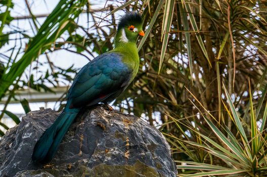 portrait of a white cheeked turaco sitting on a rock, colorful tropical bird specie from Africa