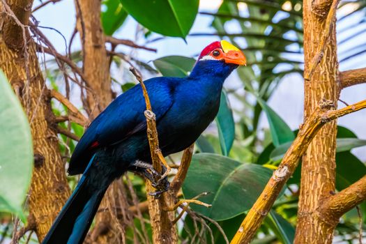 beautiful closeup portrait of a violet turaco, popular exotic bird specie from africa