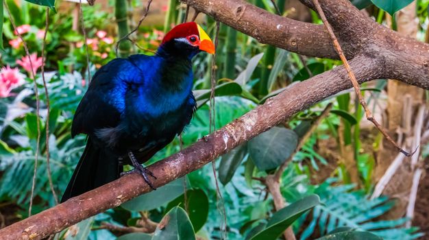 closeup of a violet turaco sitting in a tree, popular exotic bird specie from africa