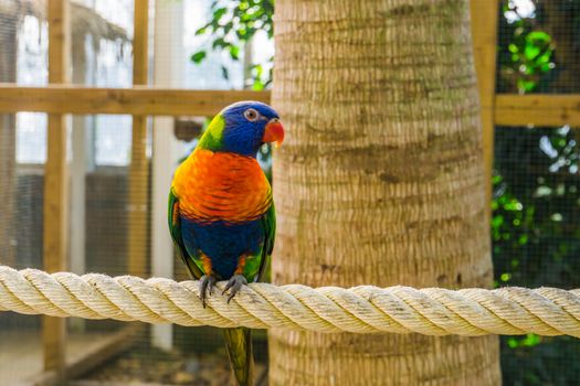 closeup portrait of a rainbow lorikeet, colorful tropical bird specie from australia