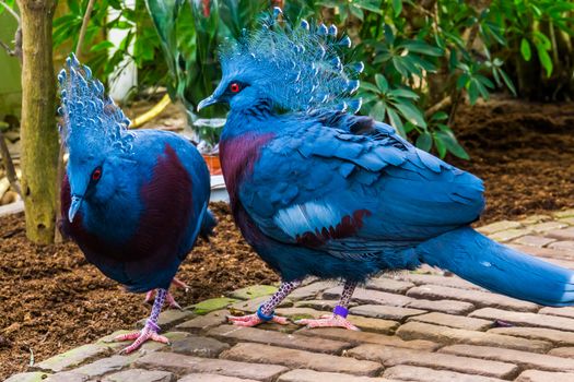 victoria crowned pigeon couple together, tropical and colorful birds from new guinea, Near threatened bird specie