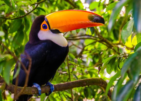 beautiful portrait of a toco toucan sitting in a tree, tropical bird specie from America