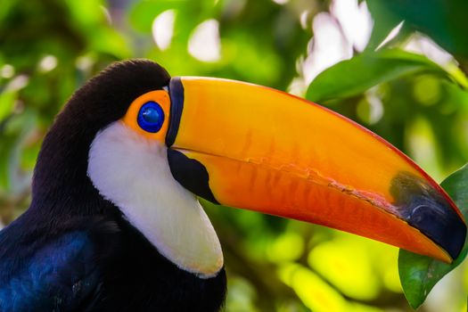 portrait of a toco toucan with its face in closeup, beautiful tropical bird specie from America