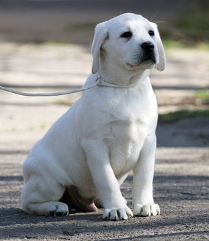 the yellow labrador playing in the park