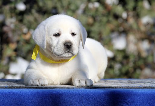 a little labrador puppy on a blue background