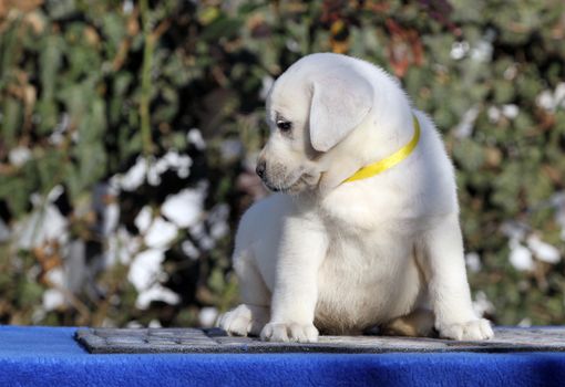 the little labrador puppy on a blue background