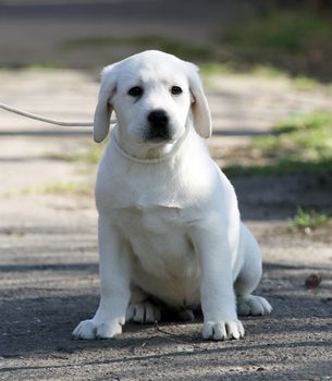 a yellow labrador playing in the park