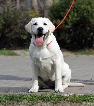 sweet yellow labrador playing in the park