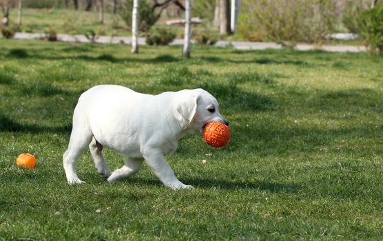 nice sweet yellow labrador playing in the park