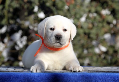 the little labrador puppy on a blue background