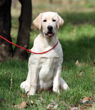 the sweet yellow labrador playing in the park