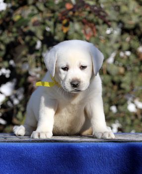 a little labrador puppy on a blue background