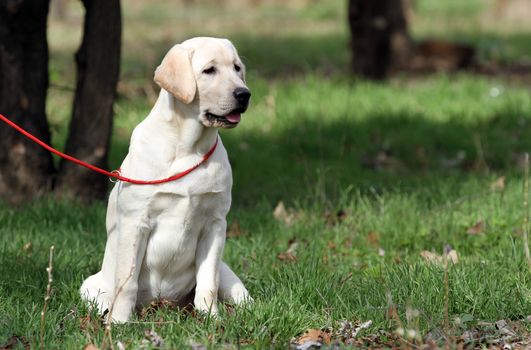 a sweet yellow labrador playing in the park