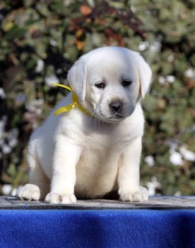 little labrador puppy on a blue background