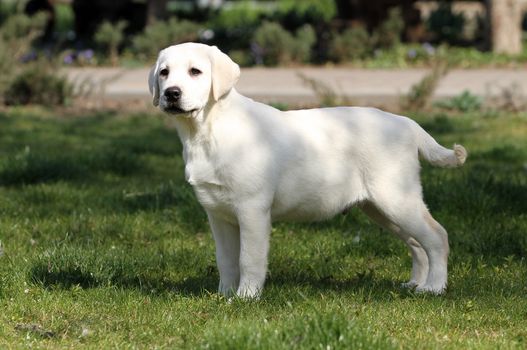 sweet yellow labrador playing in the park