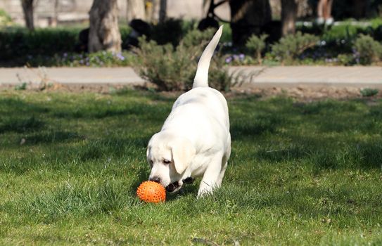 a yellow labrador playing in the park