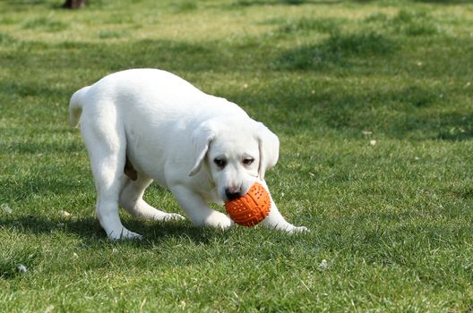 the sweet yellow labrador playing in the park