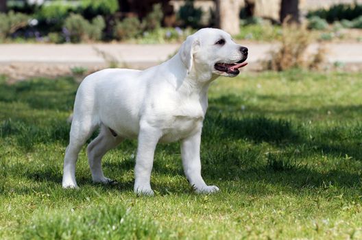 a sweet yellow labrador playing in the park