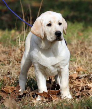 sweet yellow labrador sitting in the park