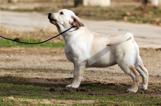 a yellow labrador playing in the park