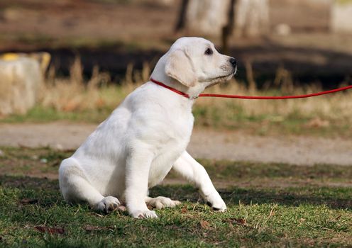 yellow labrador playing in the park