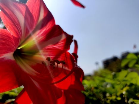 Red striped barbados lily with lens flare in summers in India