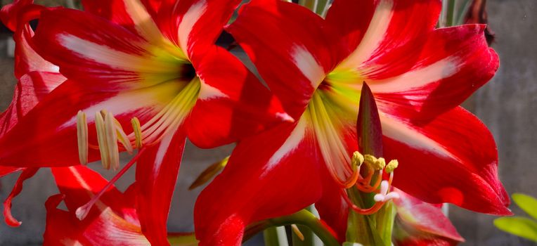 Two striped barbados lily blooming in the sun during summers in India at the time of lock down and quarantine