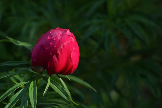 Red Wild Peony Flowers In A Garden In A Spring Day