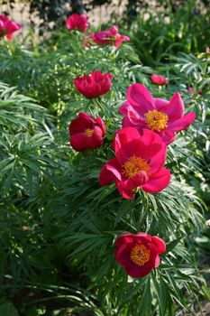 Red Wild Peony Flowers In A Garden In A Spring Day