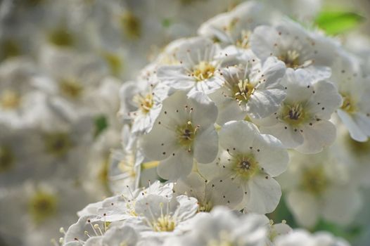 Closeup of A White Spiraea Flowering in nature