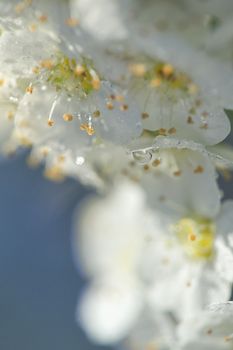 Closeup of A White Spiraea Flowering in nature