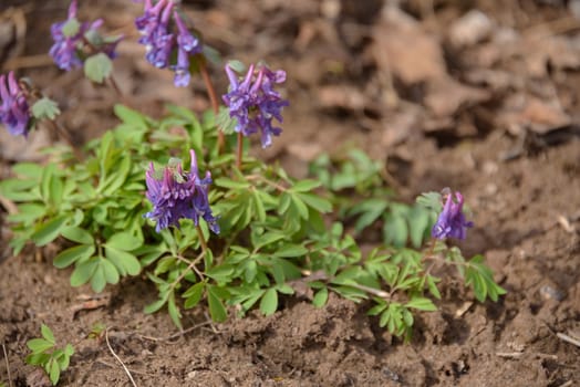Spring purple flowers with carved leaves on bare ground during the day.