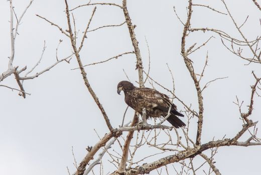 Golden Eagle Canada Prairie migration inTree