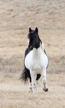 Prairie Horses Saskatchewan in field spring Canada