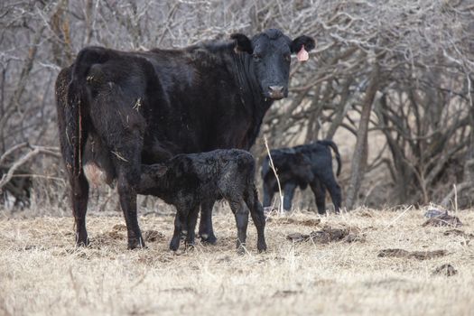 Cow Calf in field winter Saskatchewan newly born