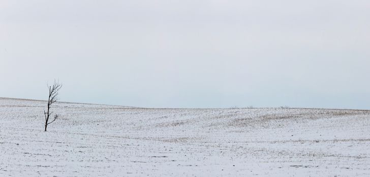 Landscape Saskatchewan Prairie Rurual Scene Panorama snowfall