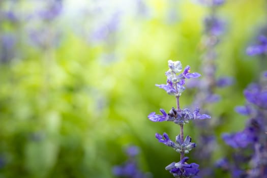 The background image of the colorful flowers, background nature