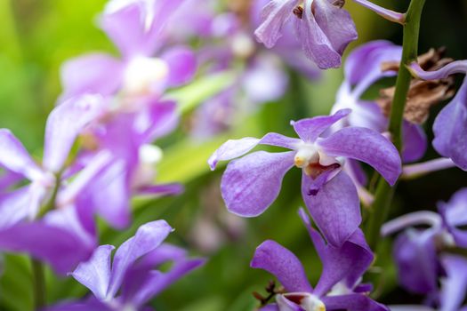 Beautiful blooming orchids in forest, On the bright sunshine