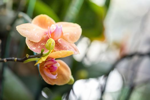 Beautiful blooming orchids in forest, On the bright sunshine