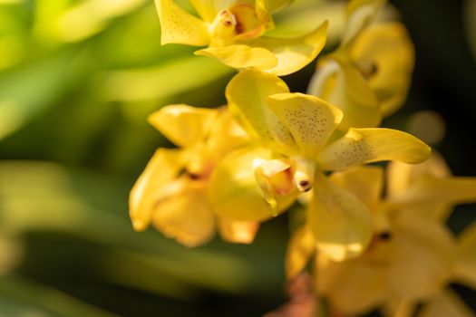 Beautiful blooming orchids in forest, On the bright sunshine