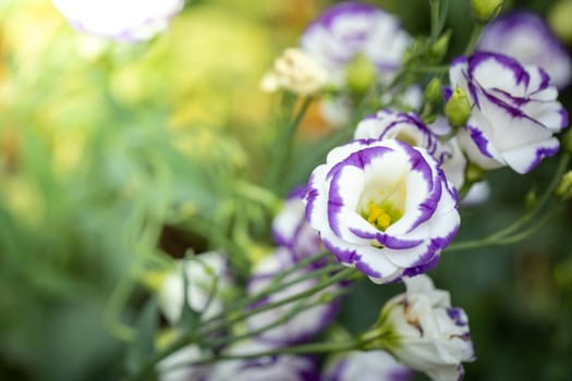 The background image of the colorful flowers, background nature