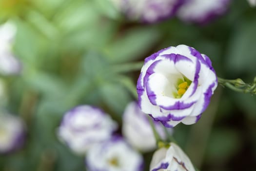 The background image of the colorful flowers, background nature