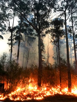 A fire burning on the South Coast of NSW