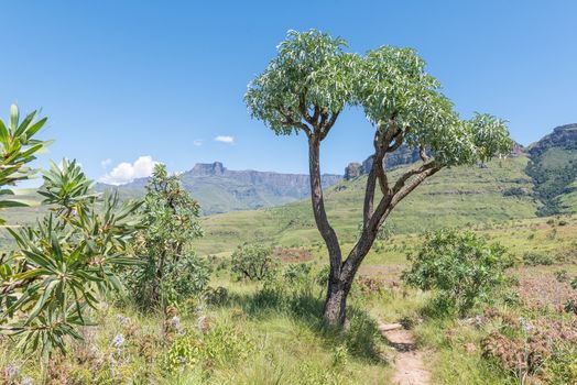 A hiking trail near Mahai passing a mountain cabbage tree. The Amphitheatre and Dooley Hills are visible in the back